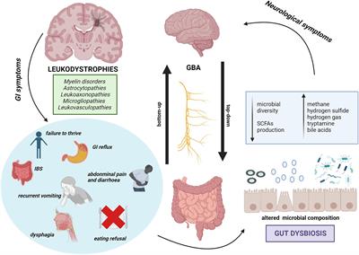 Microbiota gut-brain axis: implications for pediatric-onset leukodystrophies